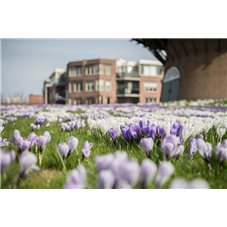 doetinchem-voorjaar-bloemen